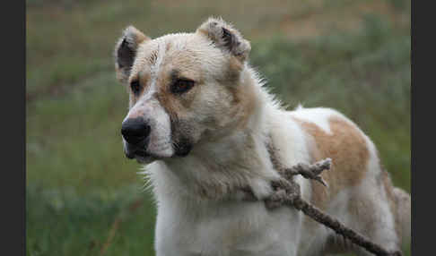 Haushund (Canis lupus familiaris)