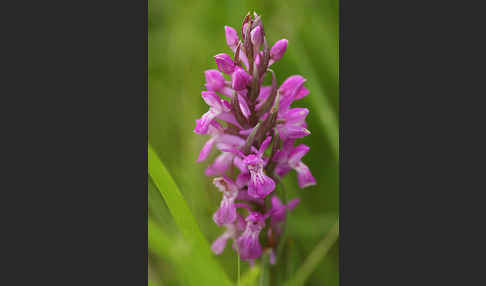 Persisches Knabenkraut (Dactylorhiza umbrosa)