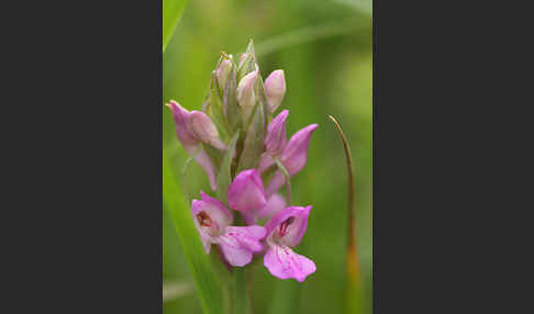 Persisches Knabenkraut (Dactylorhiza umbrosa)