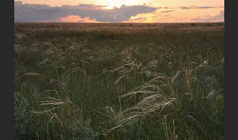 Federgras (Stipa spec.)