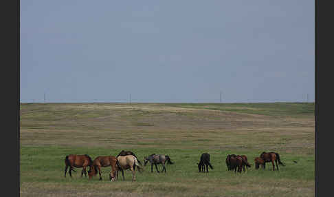 Hauspferd (Equus caballus)