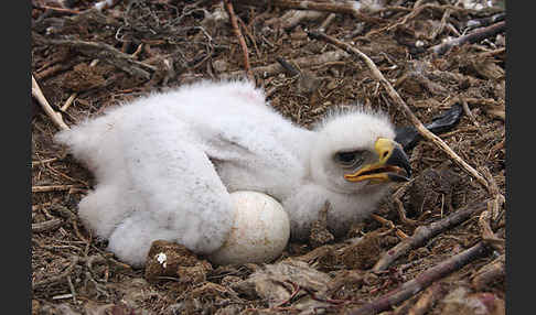 Steppenadler (Aquila nipalensis)