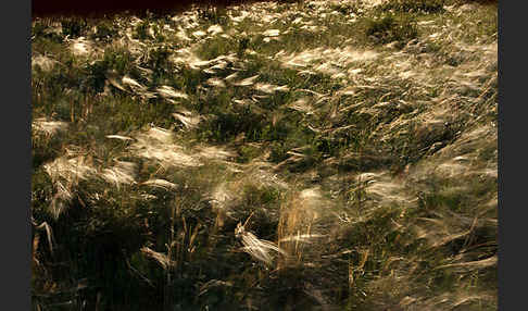 Federgras (Stipa spec.)