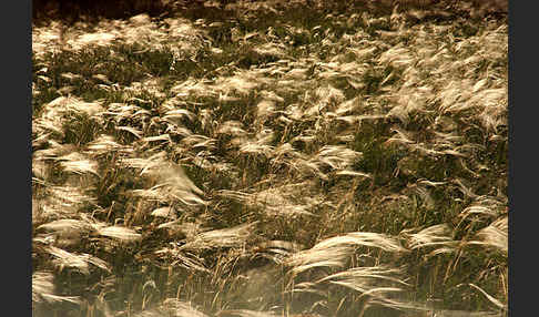 Federgras (Stipa spec.)