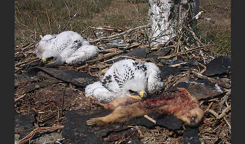 Steppenadler (Aquila nipalensis)