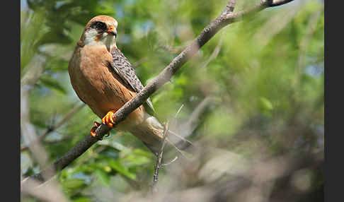 Rotfußfalke (Falco vespertinus)