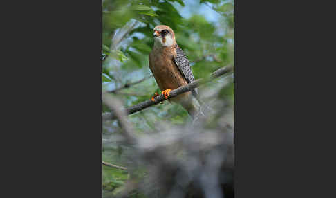 Rotfußfalke (Falco vespertinus)