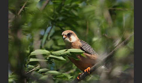 Rotfußfalke (Falco vespertinus)