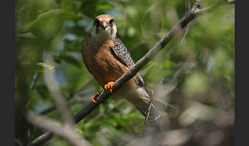 Rotfußfalke (Falco vespertinus)