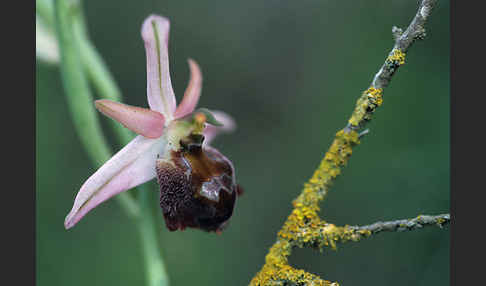 Zierliche Ragwurz (Ophrys elegans)