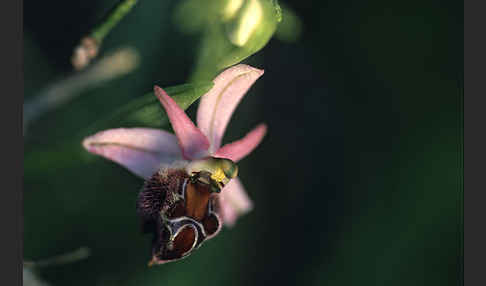 Zierliche Ragwurz (Ophrys elegans)