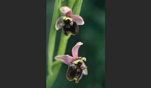 Bornmüllers Ragwurz (Ophrys bornmuelleri)