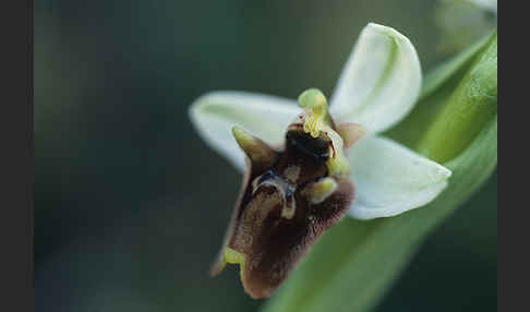 Levante-Ragwurz (Ophrys levantina)