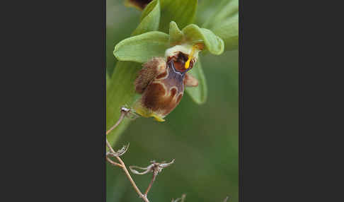 Gelbrandige Ragwurz (Ophrys flavomarginata)