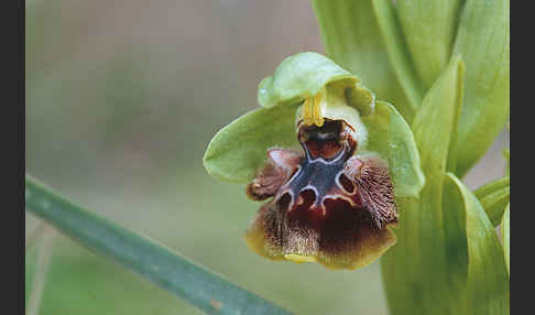 Gelbrandige Ragwurz (Ophrys flavomarginata)