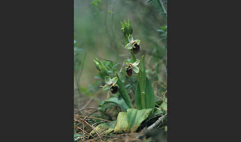 Gelbrandige Ragwurz (Ophrys flavomarginata)