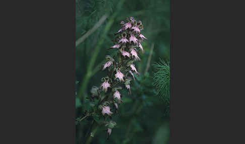 Roberts Mastorchis (Barlia robertiana)