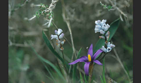 Tempskys Scheinkrokus (Romulea tempskyana)