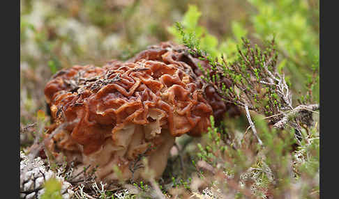 Frühjahrslorchel (Gyromitra esculenta)