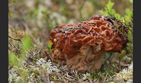 Frühjahrslorchel (Gyromitra esculenta)