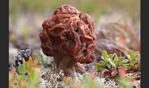 Frühjahrslorchel (Gyromitra esculenta)