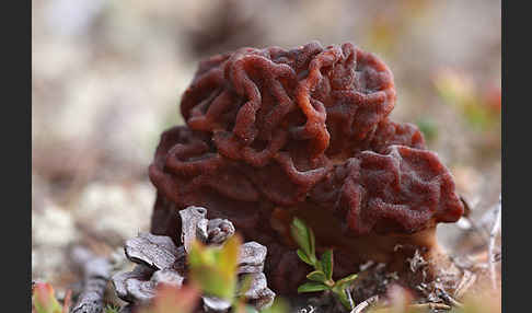 Frühjahrslorchel (Gyromitra esculenta)