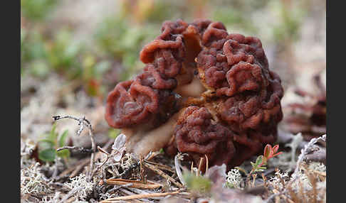 Frühjahrslorchel (Gyromitra esculenta)