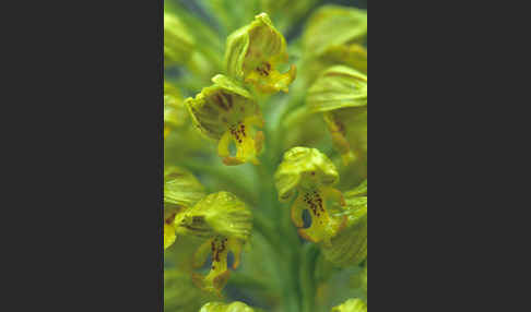 Punktiertes Knabenkraut (Orchis punctulata)