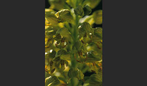 Punktiertes Knabenkraut (Orchis punctulata)