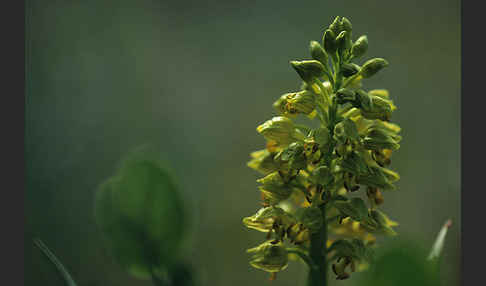 Punktiertes Knabenkraut (Orchis punctulata)