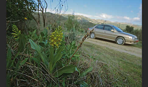 Punktiertes Knabenkraut (Orchis punctulata)