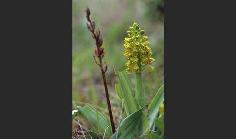 Punktiertes Knabenkraut (Orchis punctulata)