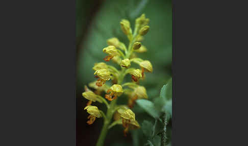 Punktiertes Knabenkraut (Orchis punctulata)