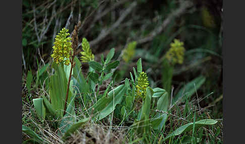 Punktiertes Knabenkraut (Orchis punctulata)