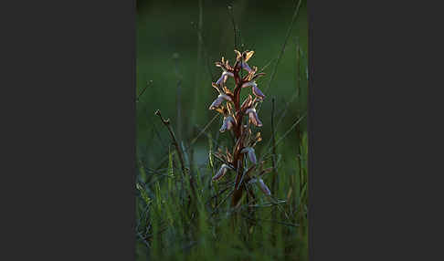 Hügel Knabenkraut (Orchis collina)