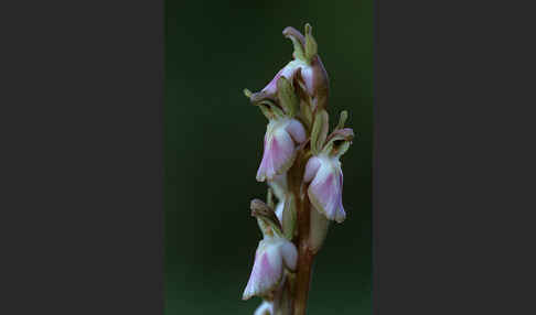 Hügel Knabenkraut (Orchis collina)