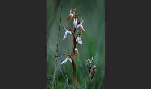 Hügel Knabenkraut (Orchis collina)