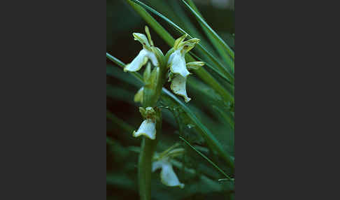 Hügel Knabenkraut (Orchis collina)