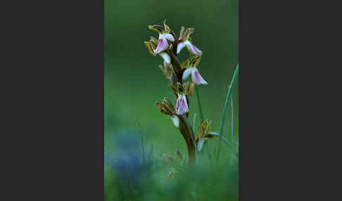 Hügel Knabenkraut (Orchis collina)