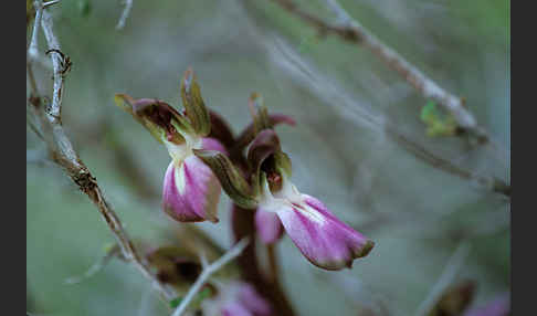 Hügel Knabenkraut (Orchis collina)