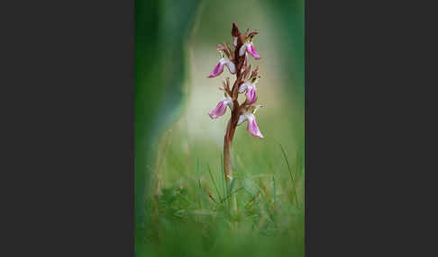 Hügel Knabenkraut (Orchis collina)