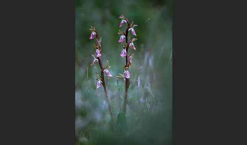 Hügel Knabenkraut (Orchis collina)