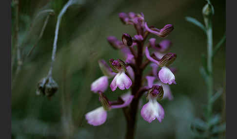 Syrisches Knabenkraut (Orchis syriaca)