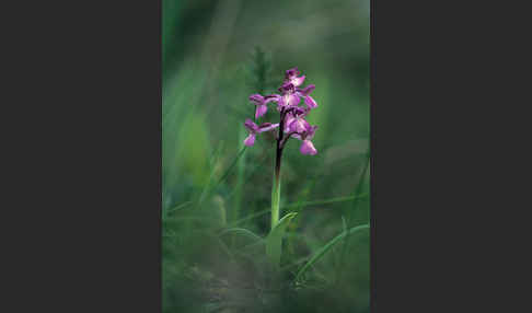 Syrisches Knabenkraut (Orchis syriaca)