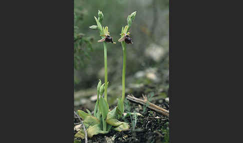 Busen-Ragwurz (Ophrys mammosa)