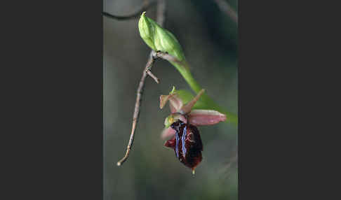 Busen-Ragwurz (Ophrys mammosa)