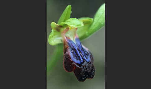 Regenbogen-Ragwurz (Ophrys iricolor)