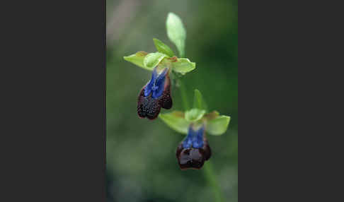 Regenbogen-Ragwurz (Ophrys iricolor)