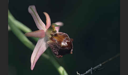 Zierliche Ragwurz (Ophrys elegans)