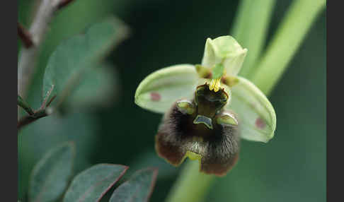 Bornmüllers Ragwurz (Ophrys bornmuelleri)